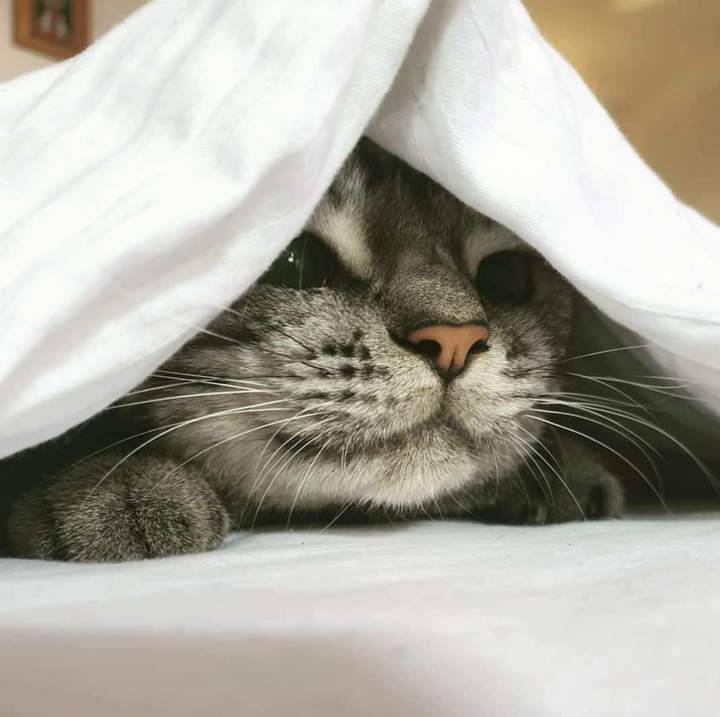 Я спрятался.