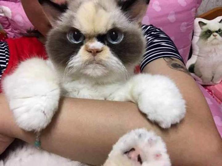 Лицо живое, значит, настоящий