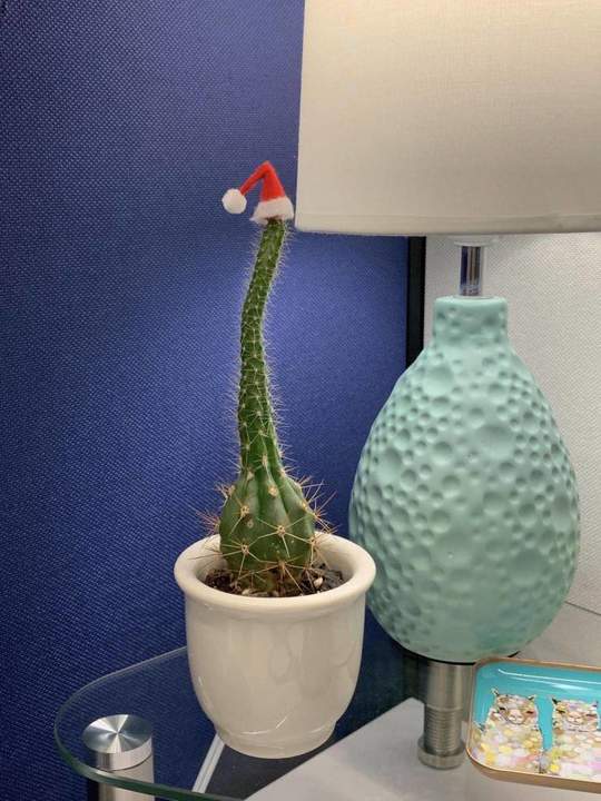 Ёлочка, креатив