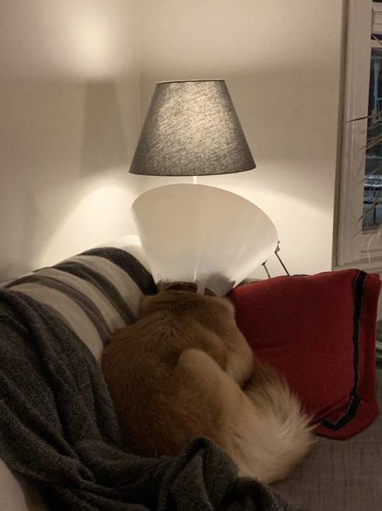 Полцарства...да что там, всё царство за возможность почесать ухо!