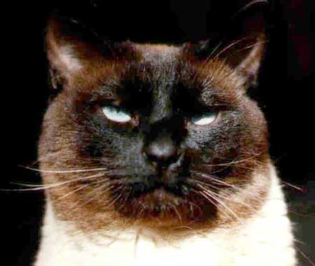 лицо сиамской национальности