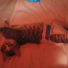 "Да хозяйка замуж тебе пора...А пока ладно тащи сливок,да побольше!!!"