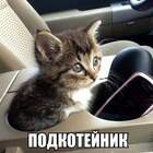 Странно, что кошки не вьют себе гнезда... pic
