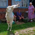 "Ба, я на дискотеку! Там сегодня городские козлы с капустой приедут"