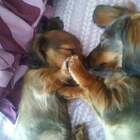 "Лохматая нежность."