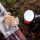 "На колбасу или мясо надо подсекать!!!!"