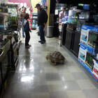 "Ну нахрена мы чепепаху за пивом послали"