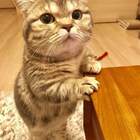 "А глаза честные-честные"