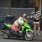 "Давай быстрей, нам еще в зоомагазин за кормом ехать!"