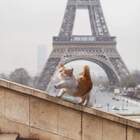 "Куда мне до неё, она была в Париже!"