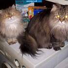 "После стирки"