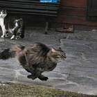 "Кот - птица гордая!Пока не пнешь-не полетит..."