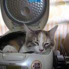 "Котоварка))"