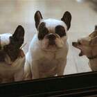 "Босс, эта cука вас фотографирует!"