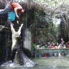 "Рано или поздно крокодил догадается потрясти заборчик..."