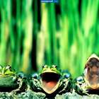 "Евровидение"