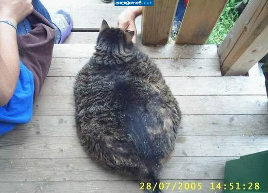 чтобы такое еще съесть, чтобы похудеть!?