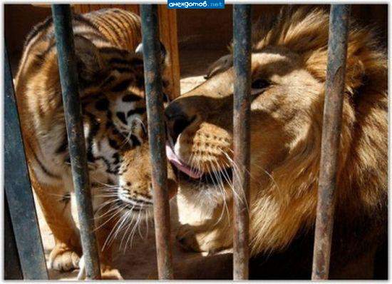 Пофигу на полоски, если год секаса не было