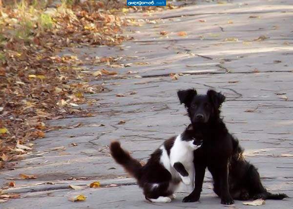 Дядя Фёдор уехал...