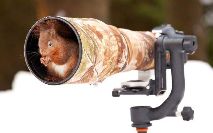 Протру хвостом объектив, и будет мне на орехи!