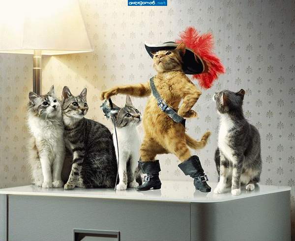 етить, из кота чучело набили...