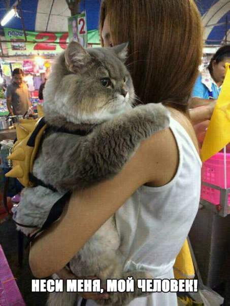 а кошарик еще и с рюкзачком:))