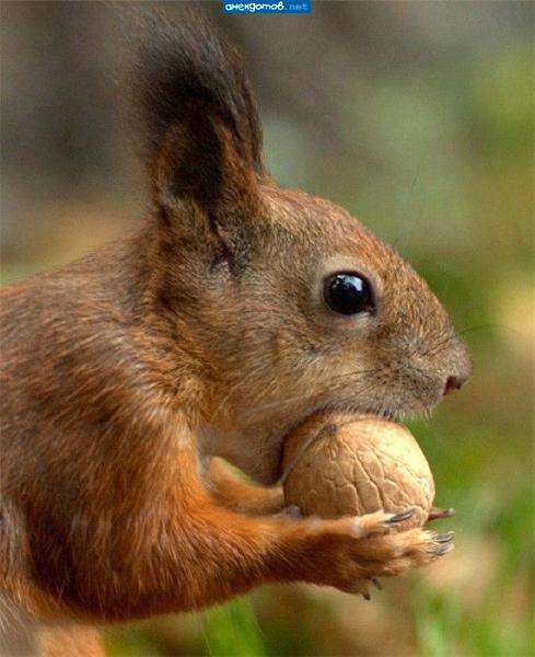 А орешки не простые, в них скорлупки - просто камень
