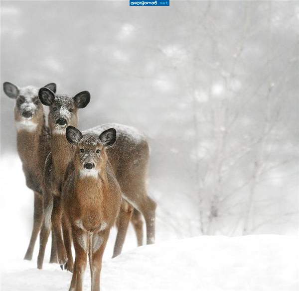 эту красоту с удовольствием убивают дебилы охотники