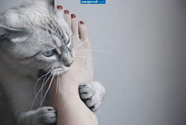 предварительные ласки