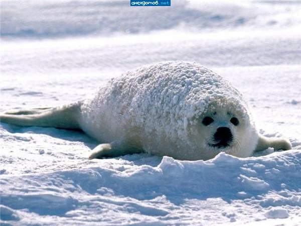 Йа пельмежко