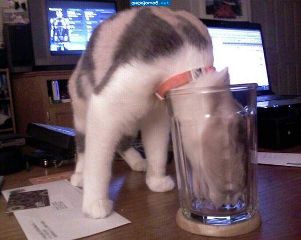 Я пью до дна...