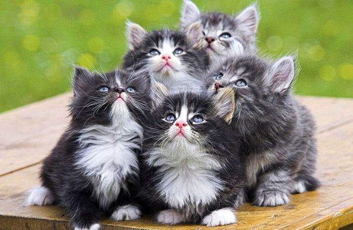 Пролетела стрекоза...проглядели все глаза...