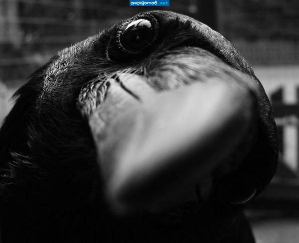 Слющай,Гогия!