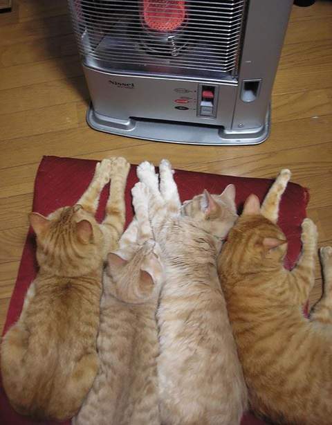 Котогрейка