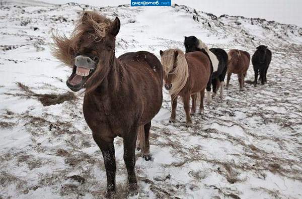 Посмотришь в зубы, значит не твоя!