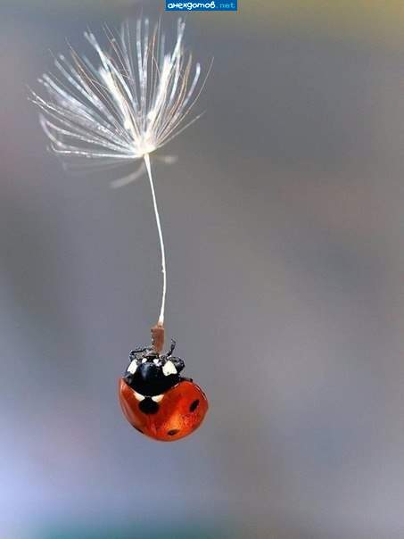 Воздушный десант