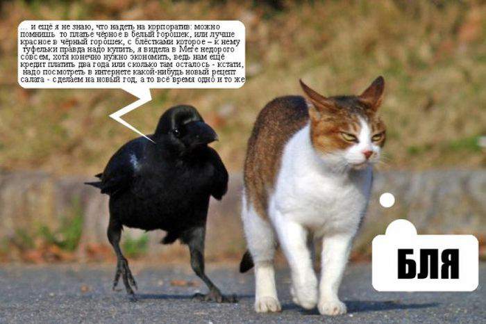 Мозгоклюйка)))