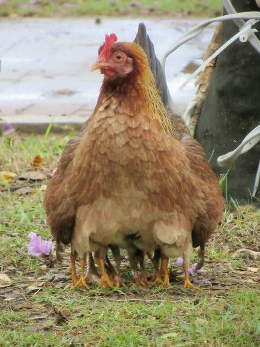 На секретной ферме KFC...