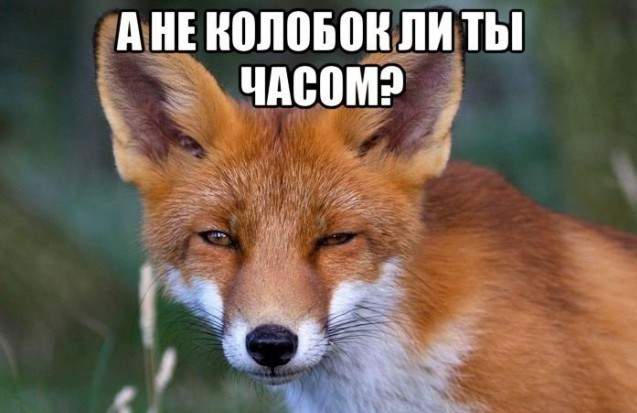 А сыром по башке?