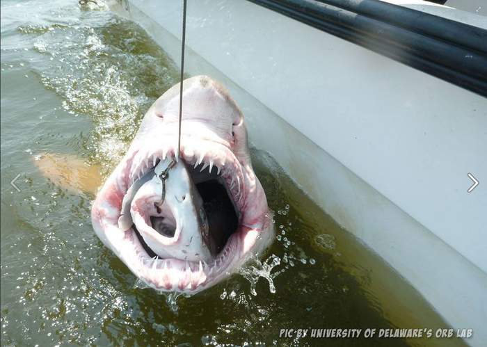 Давай сынок помогу!!! Потом вместе перекусим...