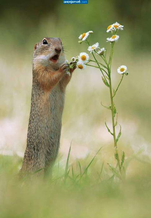 о-ибукетик ее любимых ромшек для романтического вечера