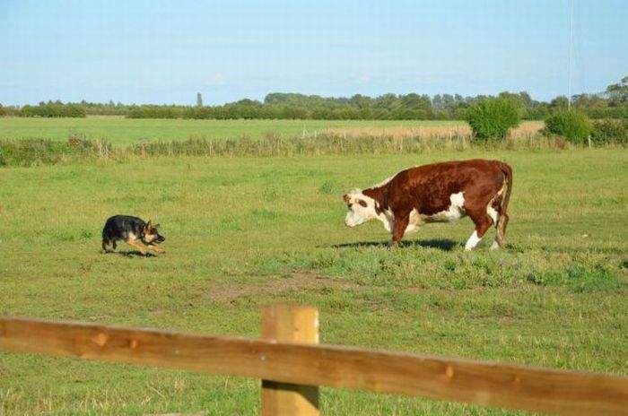 Ты чё быкуешь, Шарик?