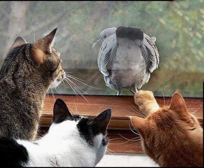 Это-курица? Нет, Рыжий. Это хаваецца...