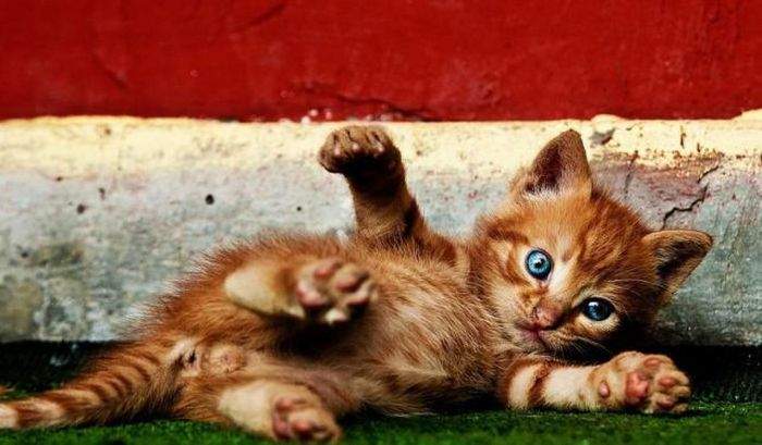 тарищ судья, а штрафной и желтую карточку защитнику?