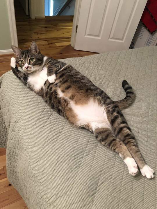 "Маха пушистая"