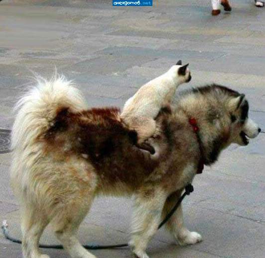 Кот на прогулке