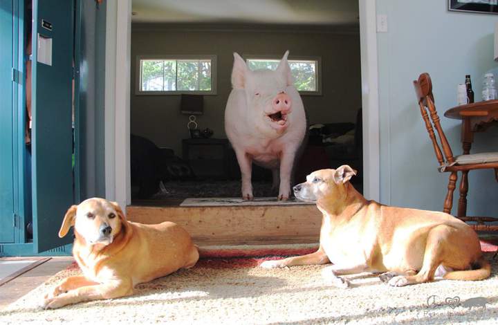 .. Придётся затянуть пояса. Но главное- мы встали с колен!!!