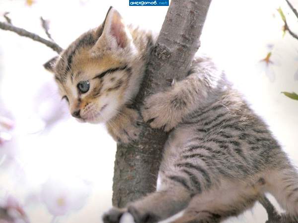 Мама! Сними меня отсюда!