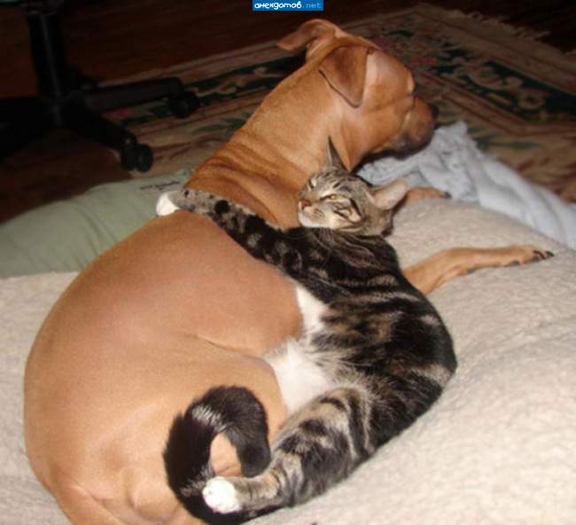 Собаку такую не дам никому! Такая собака нужна самому!