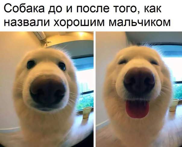 Нет, скорее до и после того, как ее перепутали с тюленем.
